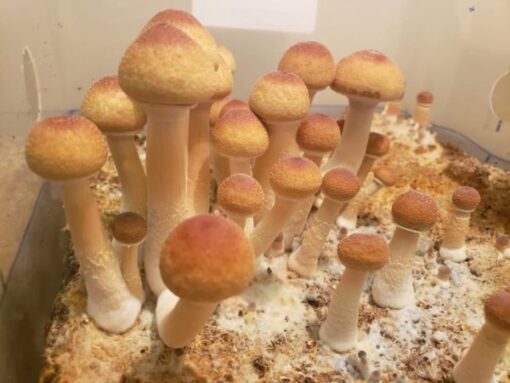 Grow kits mushroom