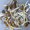 buy mushroom spores, buy magic mushroom spores, where to buy magic mushroom spores, buy psilocybin mushroom, psilocybin mushroom buy, where to buy psilocybin mushroom, buy psilocybin mushroom spores, where to buy psilocybin mushroom spores, buy psilocybin mushroom online, buy psilocybin mushroom grow kits, psilocybin mushroom where to buy, where can i buy psilocybin mushroom spores, buy psilocybin mushroom spores online