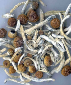 buy mushroom spores, buy magic mushroom spores, where to buy magic mushroom spores, buy psilocybin mushroom, psilocybin mushroom buy, where to buy psilocybin mushroom, buy psilocybin mushroom spores, where to buy psilocybin mushroom spores, buy psilocybin mushroom online, buy psilocybin mushroom grow kits, psilocybin mushroom where to buy, where can i buy psilocybin mushroom spores, buy psilocybin mushroom spores online
