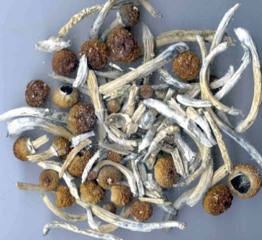 buy mushroom spores, buy magic mushroom spores, where to buy magic mushroom spores, buy psilocybin mushroom, psilocybin mushroom buy, where to buy psilocybin mushroom, buy psilocybin mushroom spores, where to buy psilocybin mushroom spores, buy psilocybin mushroom online, buy psilocybin mushroom grow kits, psilocybin mushroom where to buy, where can i buy psilocybin mushroom spores, buy psilocybin mushroom spores online