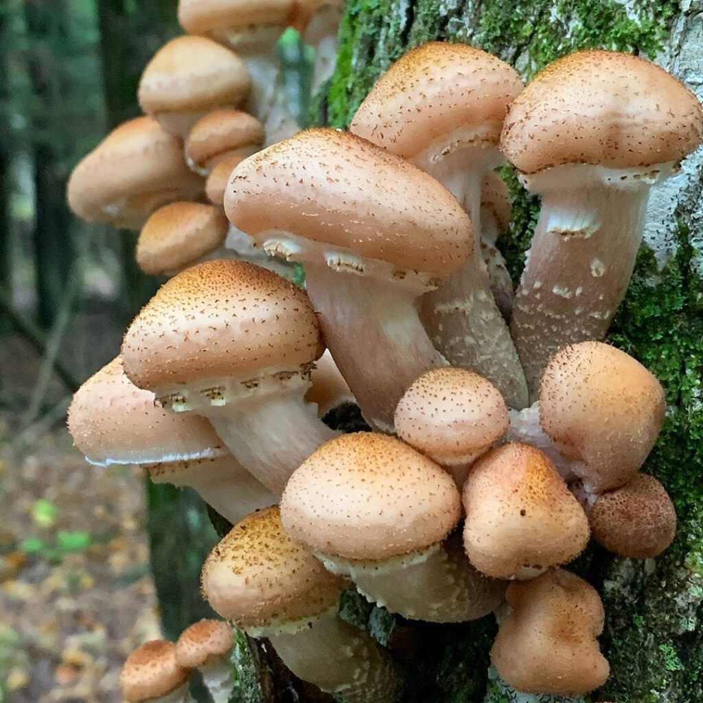 BUY Psilocybin mushroom spores | 420 Vapes online