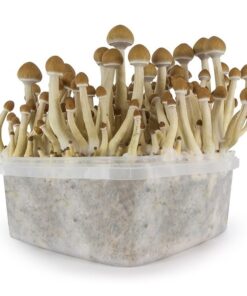 mushroom growing kit