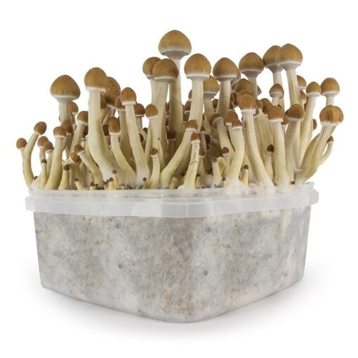 mushroom growing kit