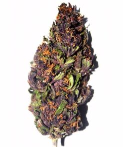 Purple Haze Strain