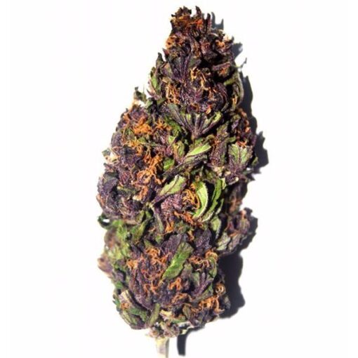 Purple Haze Strain